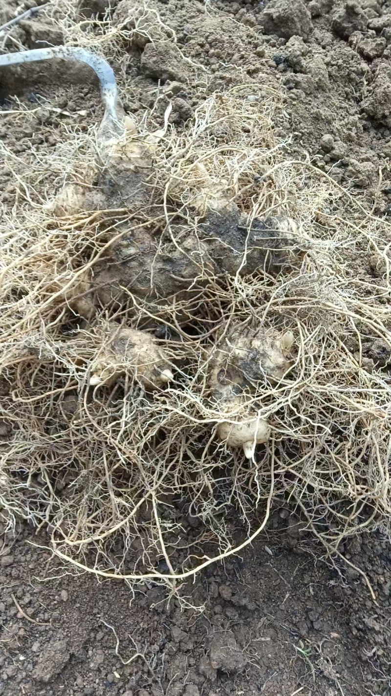 野生多花黄精，三年黄精，有需要的老板联系我