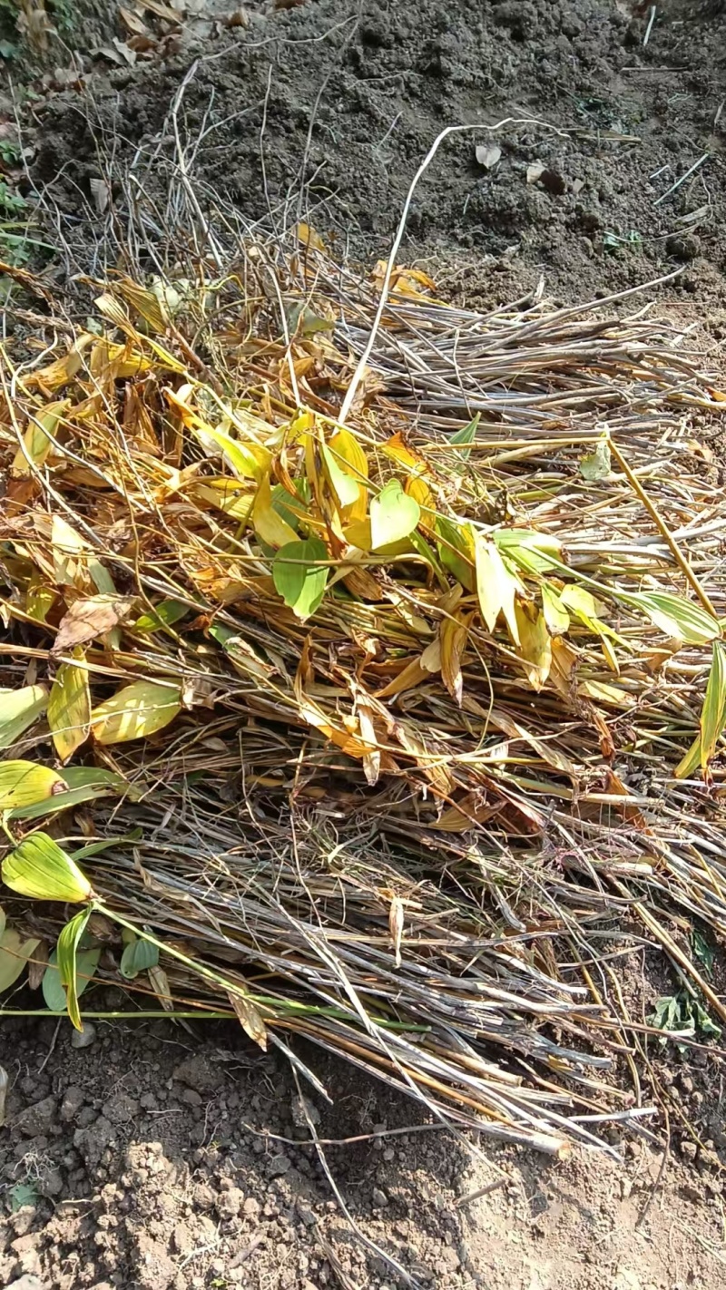 野生多花黄精，三年黄精，有需要的老板联系我