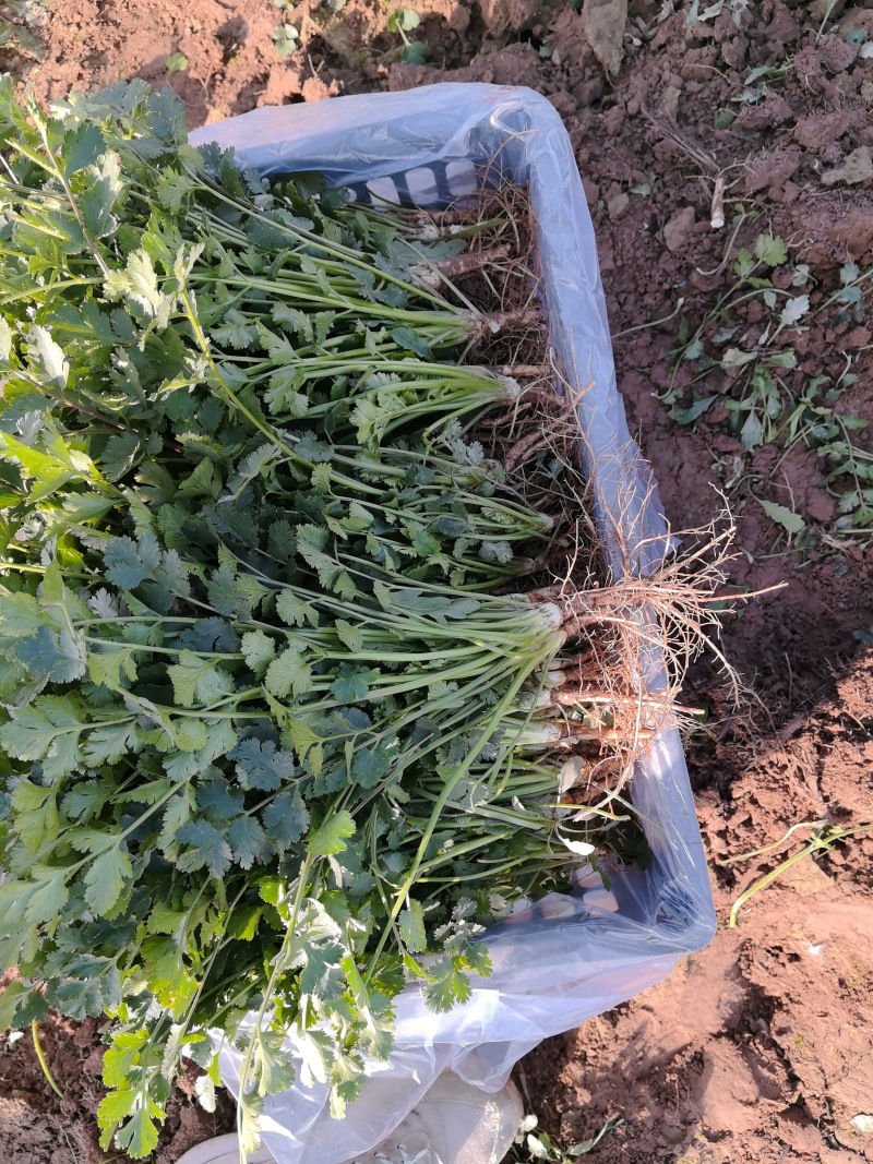 精品香菜