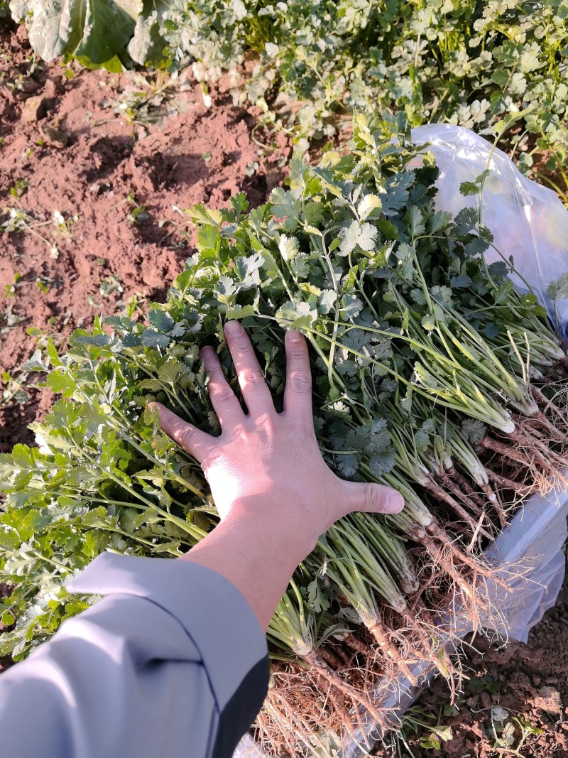 精品香菜