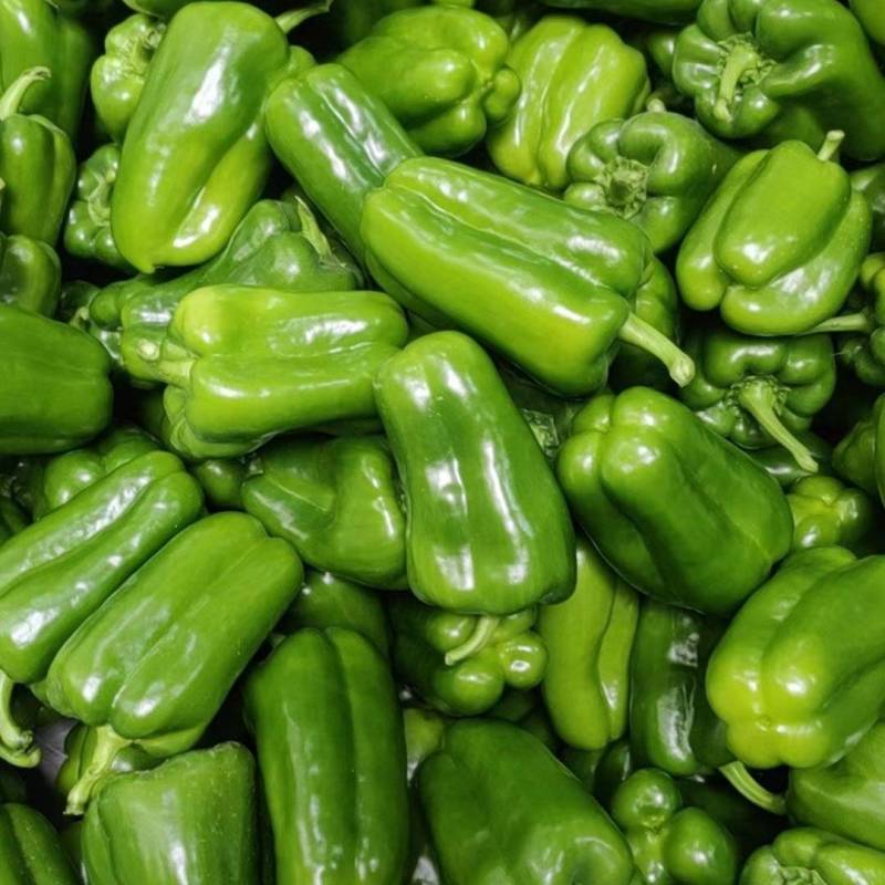 圆椒