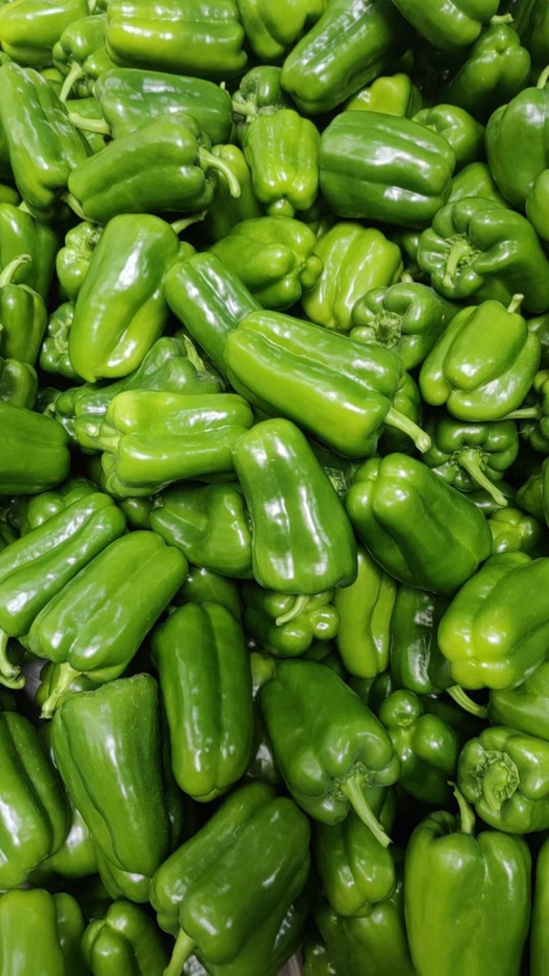 圆椒