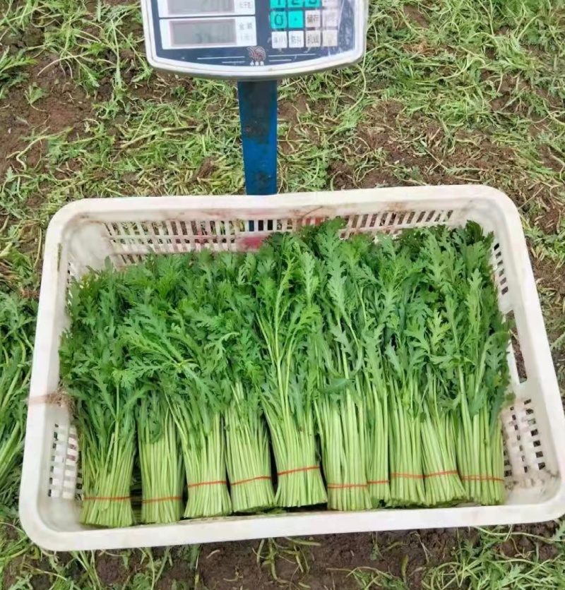 【精选】江苏通州茼蒿基地直供新鲜现货实力代发全国