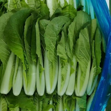精品小白菜，水白菜，白菜！一级精品货！
