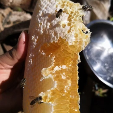 高山纯野生蜂蜜，全结晶