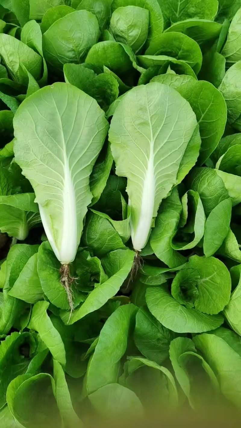 精品小白菜，水白菜，白菜！一级精品货！