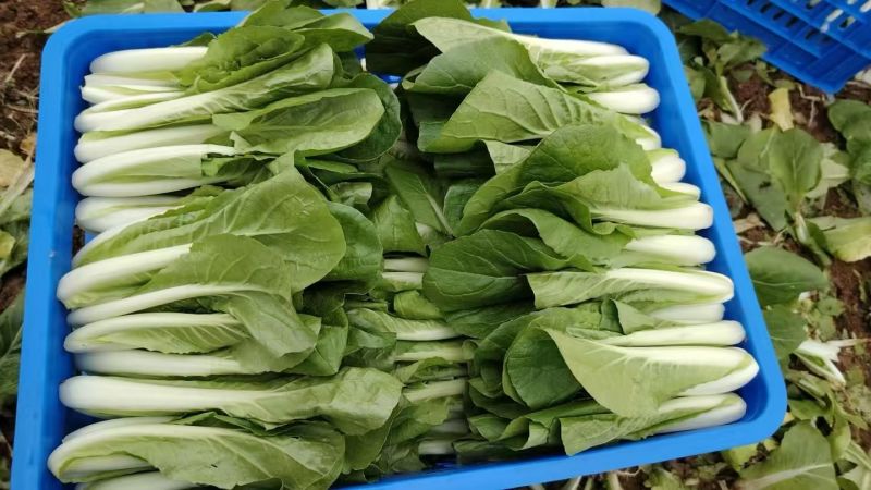 精品小白菜，水白菜，白菜！一级精品货！