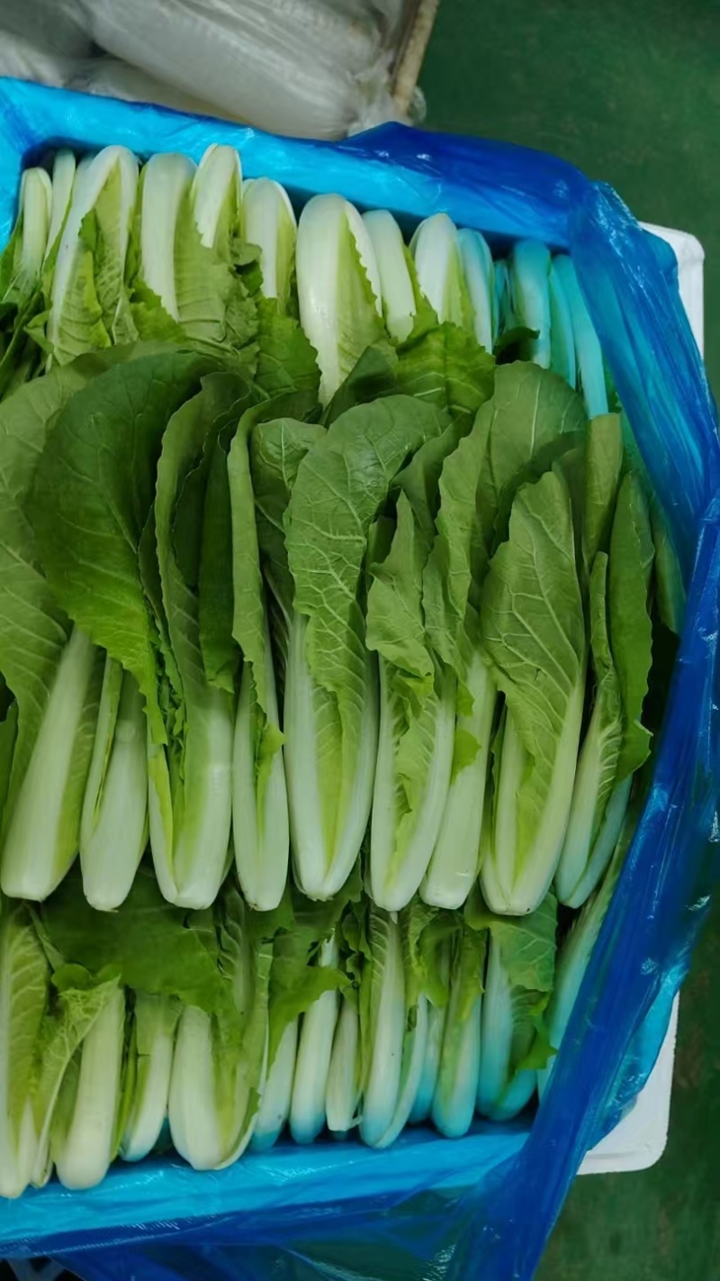 精品小白菜，水白菜，白菜！一级精品货！