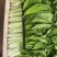 精品小白菜，水白菜，白菜！一级精品货！