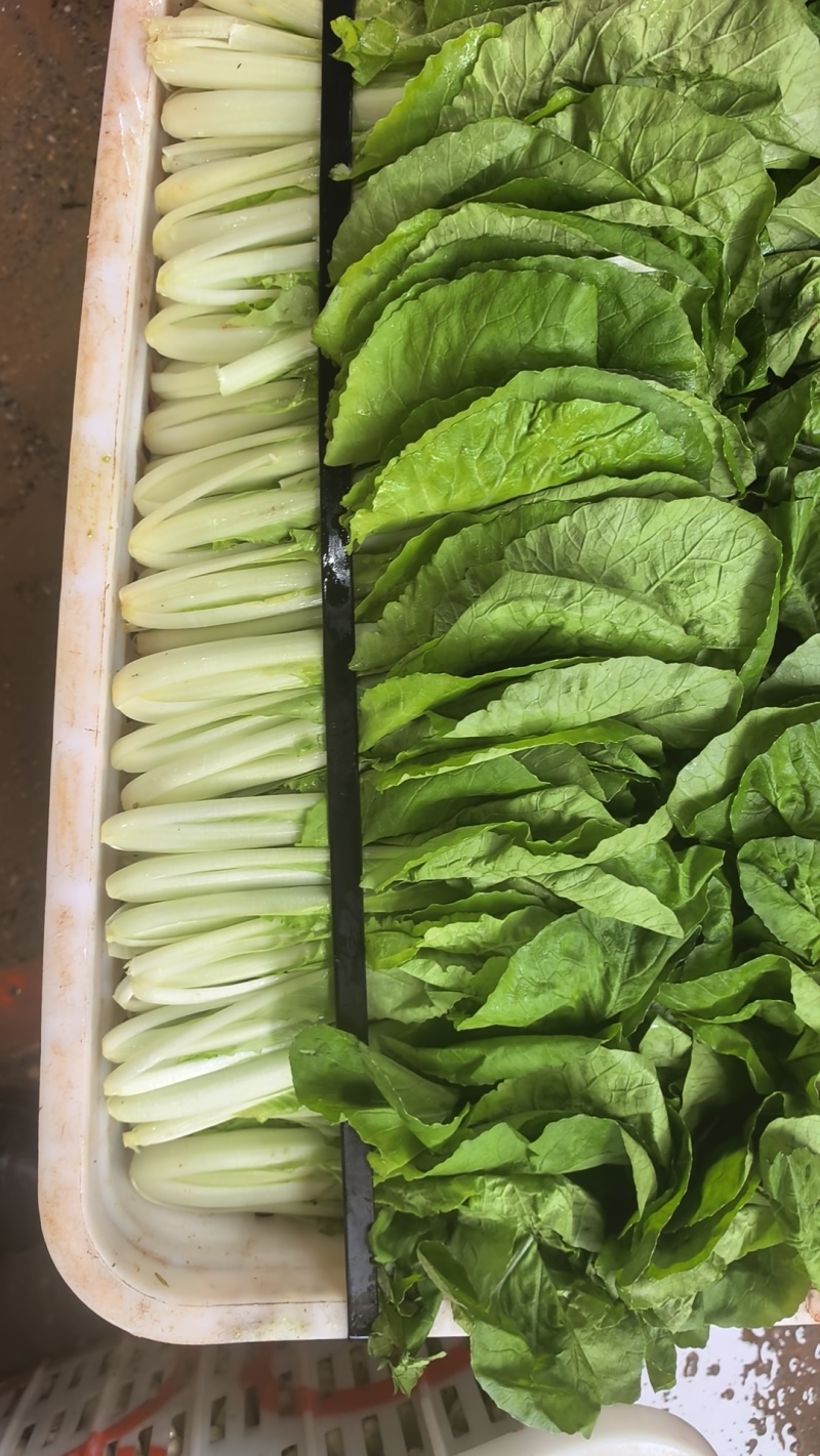 精品小白菜，水白菜，白菜！一级精品货！