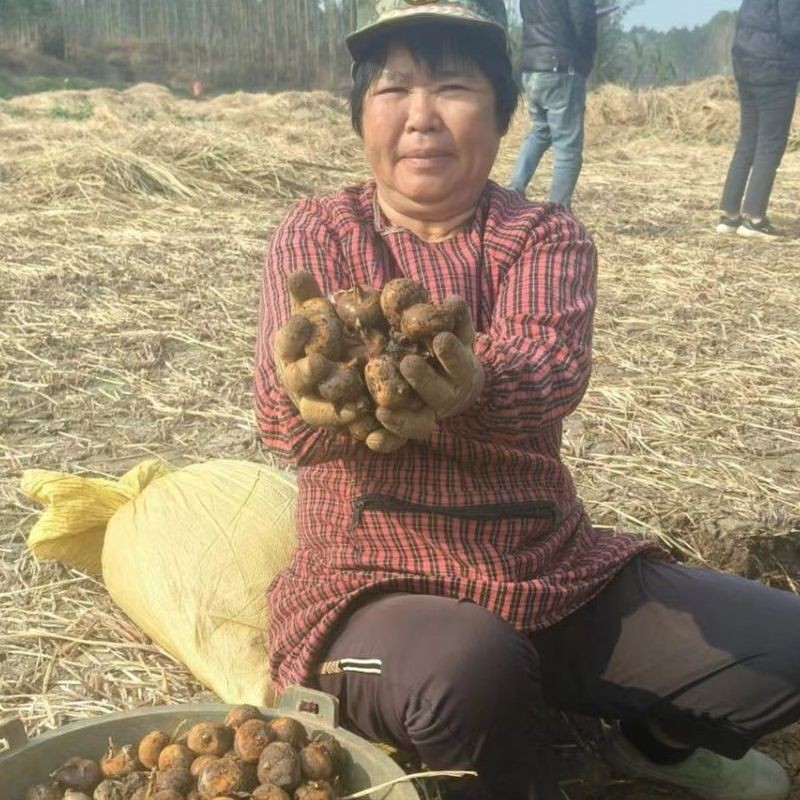 精选马蹄广西基地直供质量保证一手货源对接商超市场