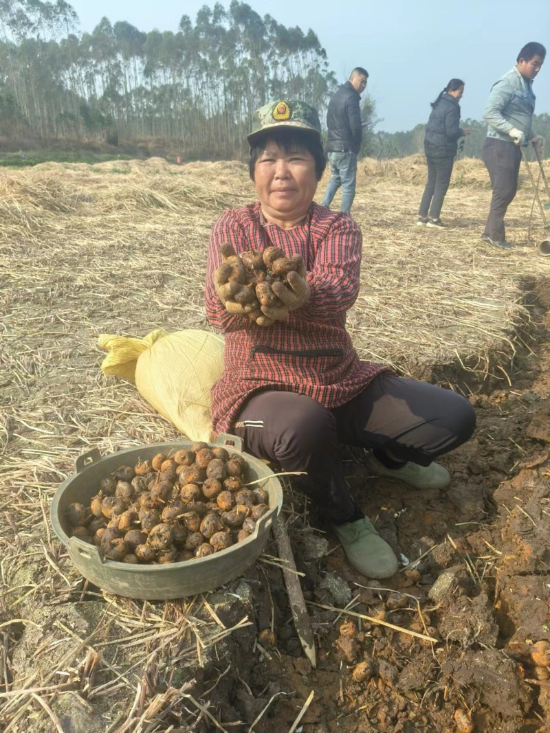 精选马蹄广西基地直供质量保证一手货源对接商超市场