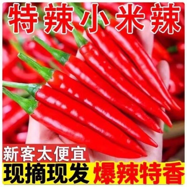万亩小米椒种植基地露天种植品质好质量有保障适合超市电商货