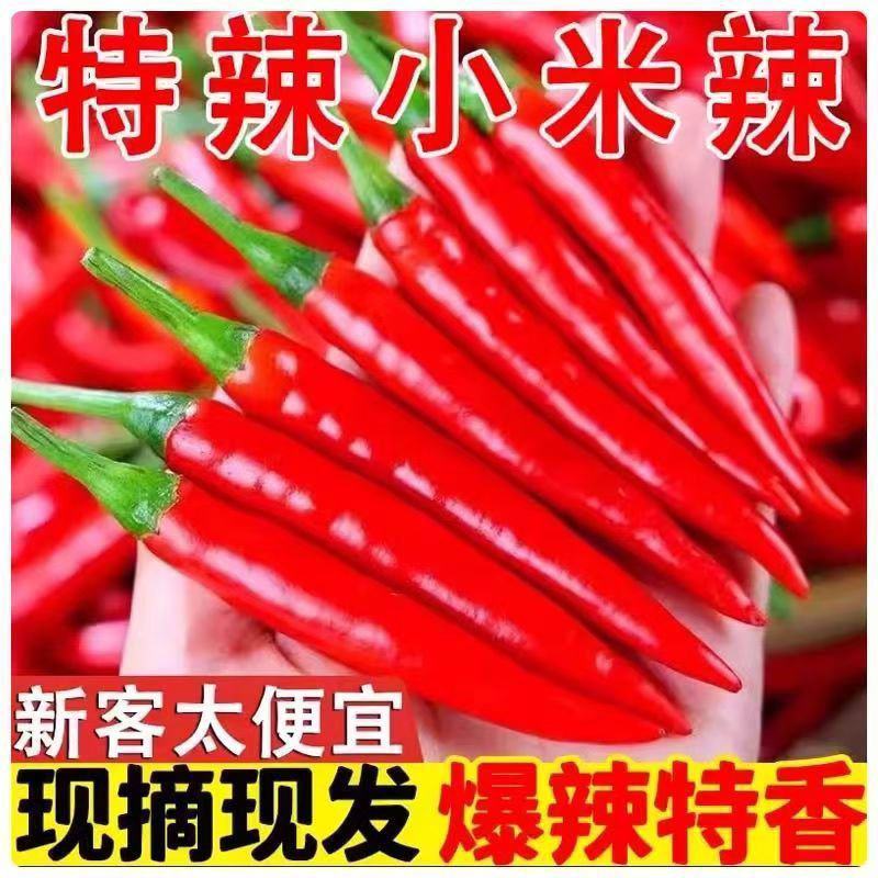 万亩小米椒种植基地露天种植品质好质量有保障适合超市电商货