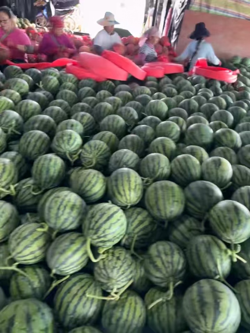 云南德宏盈江春季大棚麒麟西瓜供应产地一手货源