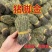 青绿猪脚金独脚金无硫熏自然晒干颜色好大货供应