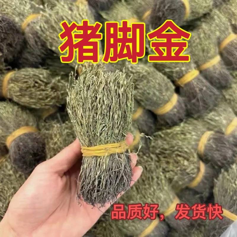 青绿猪脚金独脚金无硫熏自然晒干颜色好大货供应
