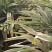 南姜