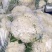 青梗散花白面小米粒松花菜散花菜产地直发手工网套
