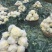 青梗散花白面小米粒松花菜散花菜产地直发手工网套