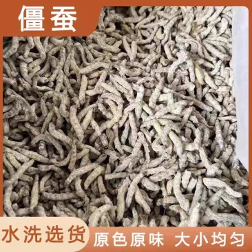 白僵蚕中药材僵蚕姜虫保质保量不掺假大货供应诚信