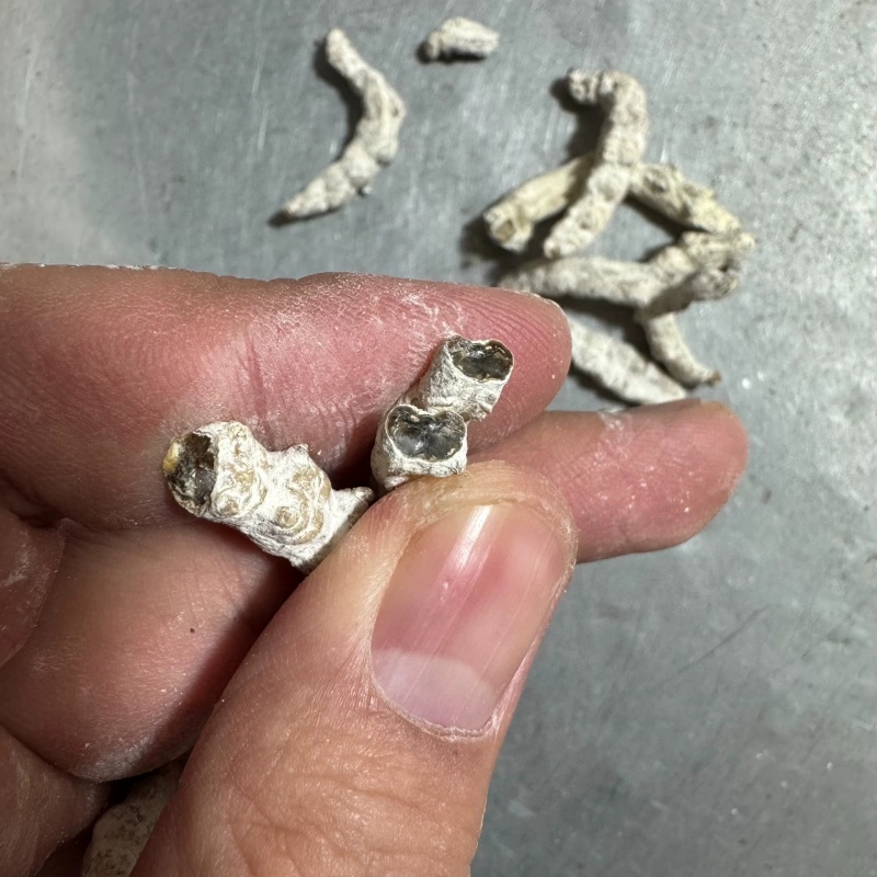 白僵蚕中药材僵蚕姜虫保质保量不掺假大货供应诚信