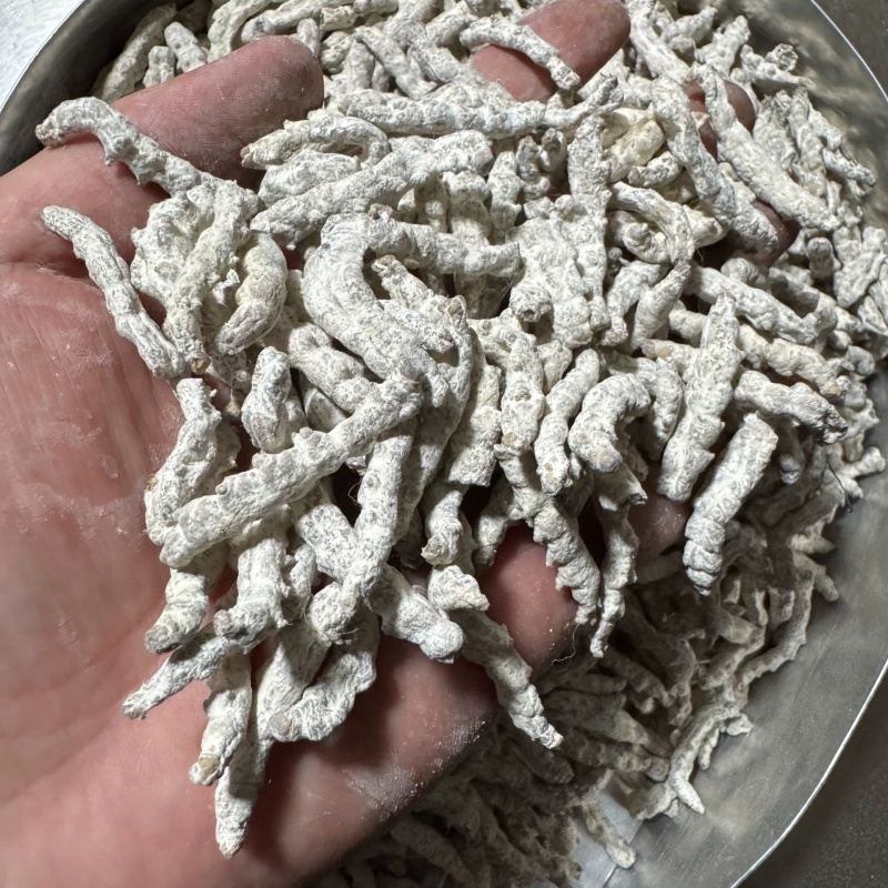 白僵蚕中药材僵蚕姜虫保质保量不掺假大货供应诚信