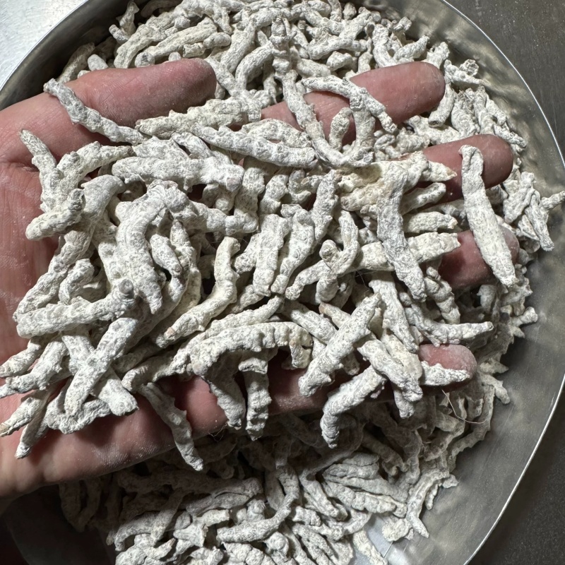 白僵蚕中药材僵蚕姜虫保质保量不掺假大货供应诚信