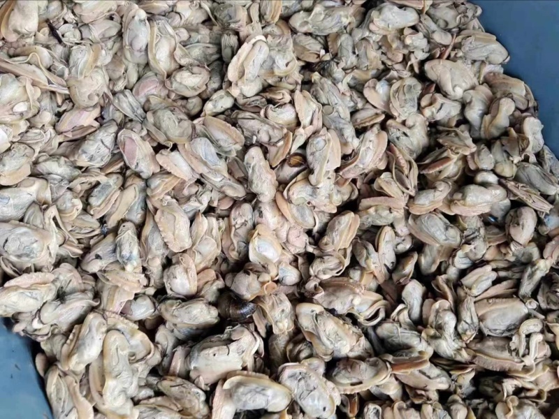 鸭嘴河蚌肉