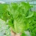 【精选】意大利生菜江苏南通生菜基地直供常年有货欢