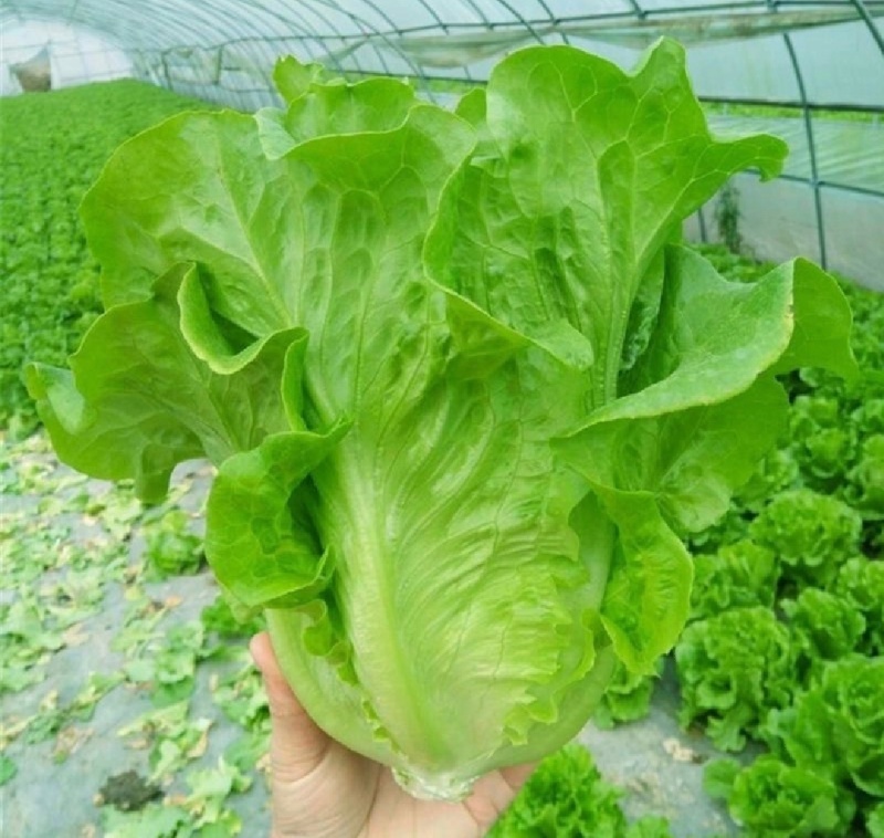 【精选】意大利生菜江苏南通生菜基地直供常年有货欢