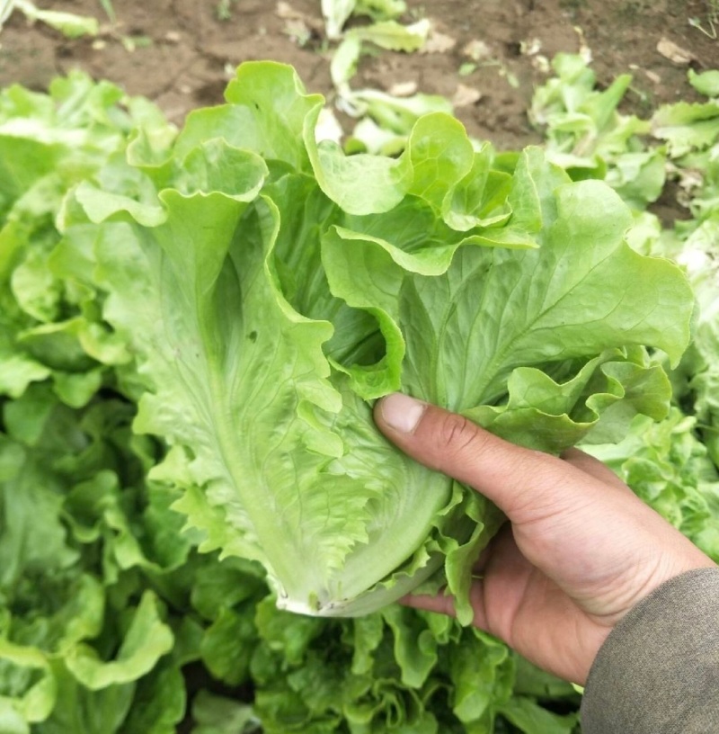 【精选】意大利生菜江苏南通生菜基地直供常年有货欢