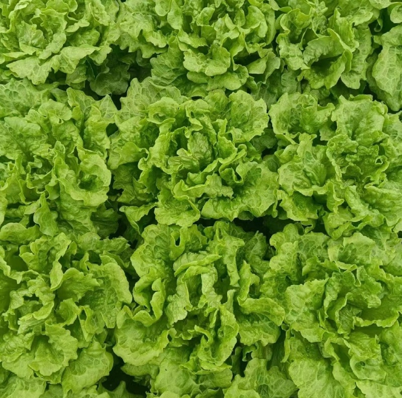 【精选】意大利生菜江苏南通生菜基地直供常年有货欢