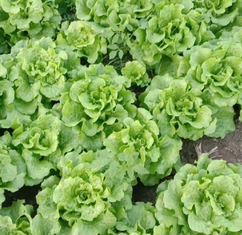 【精选】意大利生菜江苏南通生菜基地直供常年有货欢