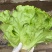 【精选】意大利生菜江苏南通生菜基地直供常年有货欢