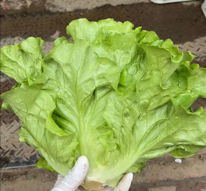 【精选】意大利生菜江苏南通生菜基地直供常年有货欢