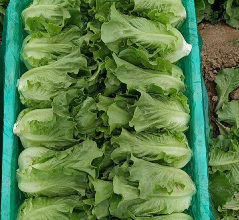 【精选】意大利生菜江苏南通生菜基地直供常年有货欢