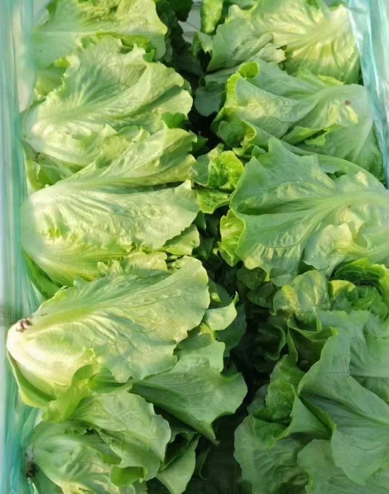 【精选】意大利生菜江苏南通生菜基地直供常年有货欢