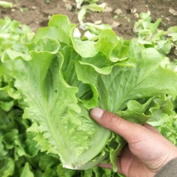【精选】意大利生菜江苏南通生菜基地直供常年有货欢
