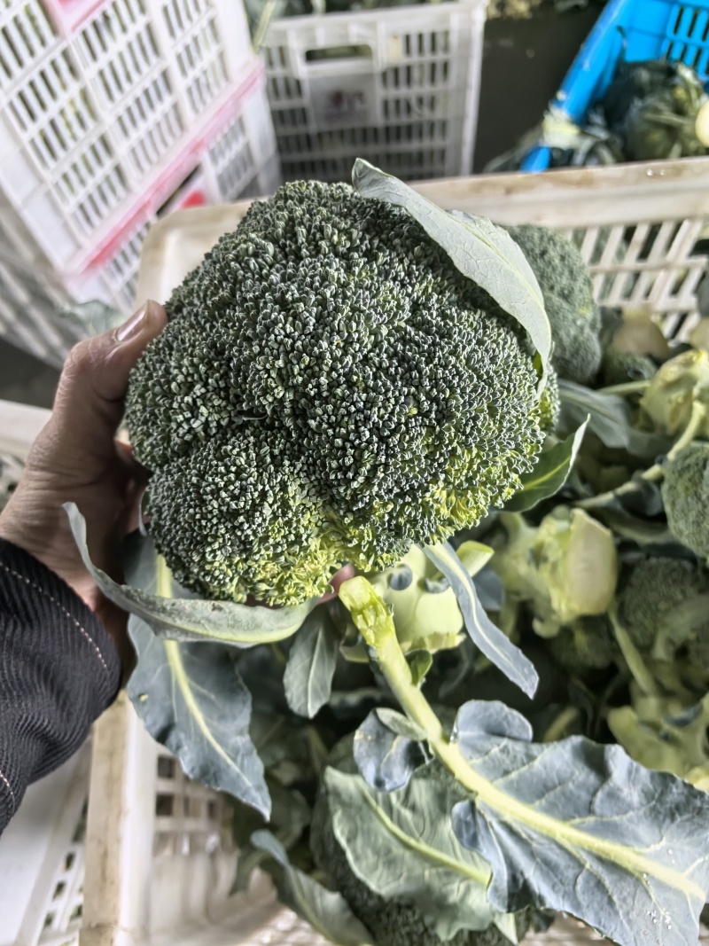【诚信经营】美青西兰花-规格齐全-量大价格优惠-可视频看