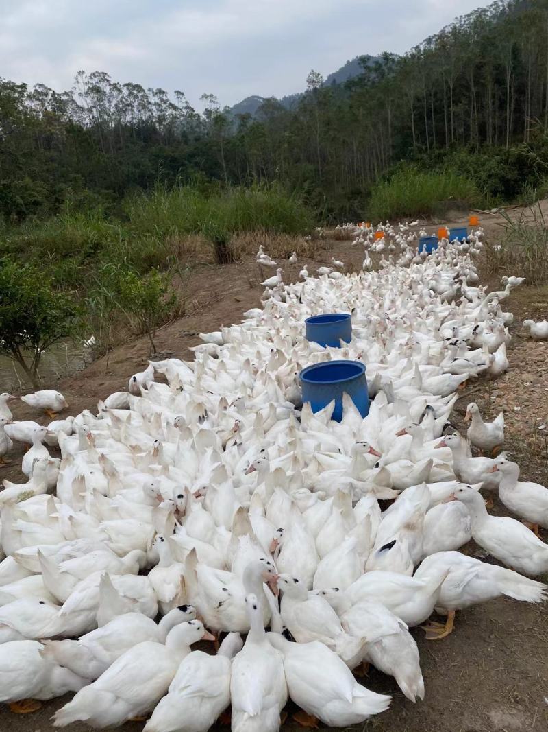 75天一点黑