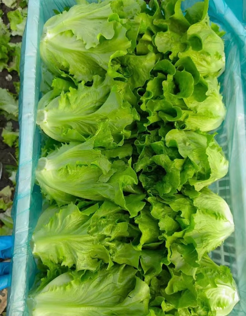 推荐江苏南通生菜意大利生菜货源充足实力代发全国