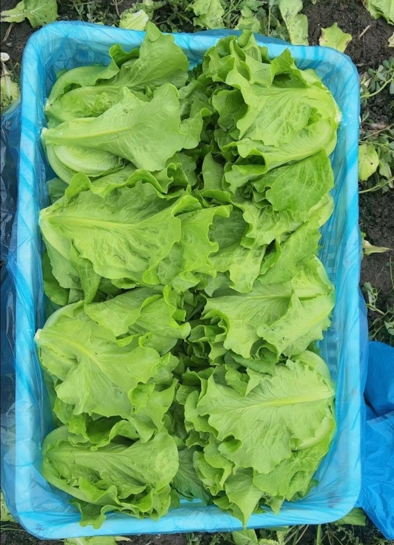 推荐江苏南通生菜意大利生菜货源充足实力代发全国