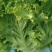 推荐江苏南通生菜意大利生菜货源充足实力代发全国