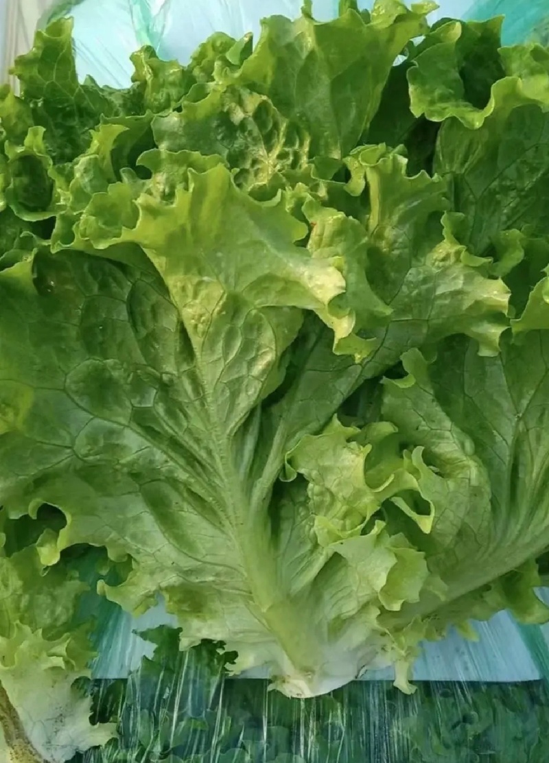 推荐江苏南通生菜意大利生菜货源充足实力代发全国