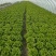 推荐江苏南通生菜意大利生菜货源充足实力代发全国
