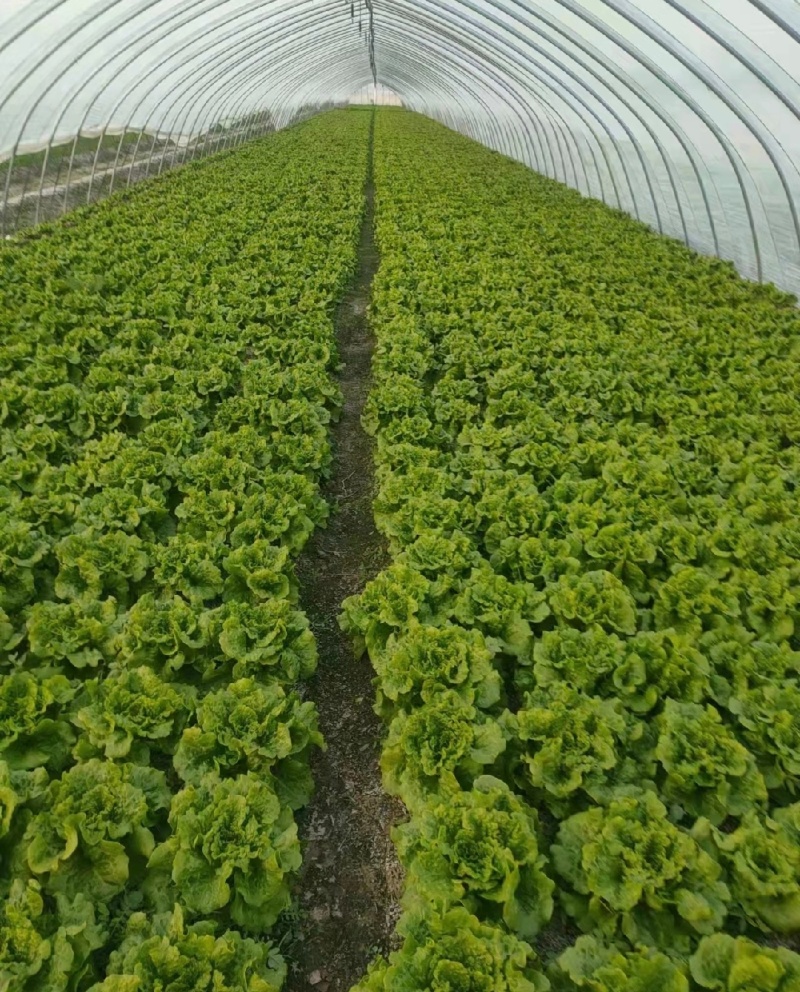 推荐江苏南通生菜意大利生菜货源充足实力代发全国