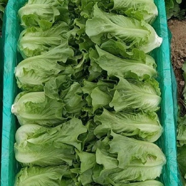 推荐江苏南通生菜意大利生菜货源充足实力代发全国