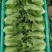 推荐江苏南通生菜意大利生菜货源充足实力代发全国