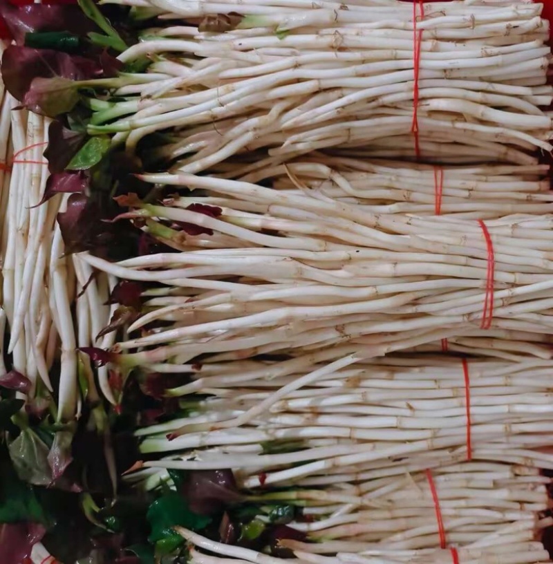 折耳根嫩芽鱼腥草鱼腥草嫩芽折耳根芽